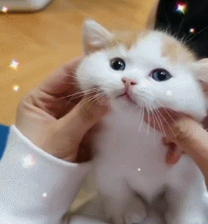 这才是猛男该看的猫片儿!