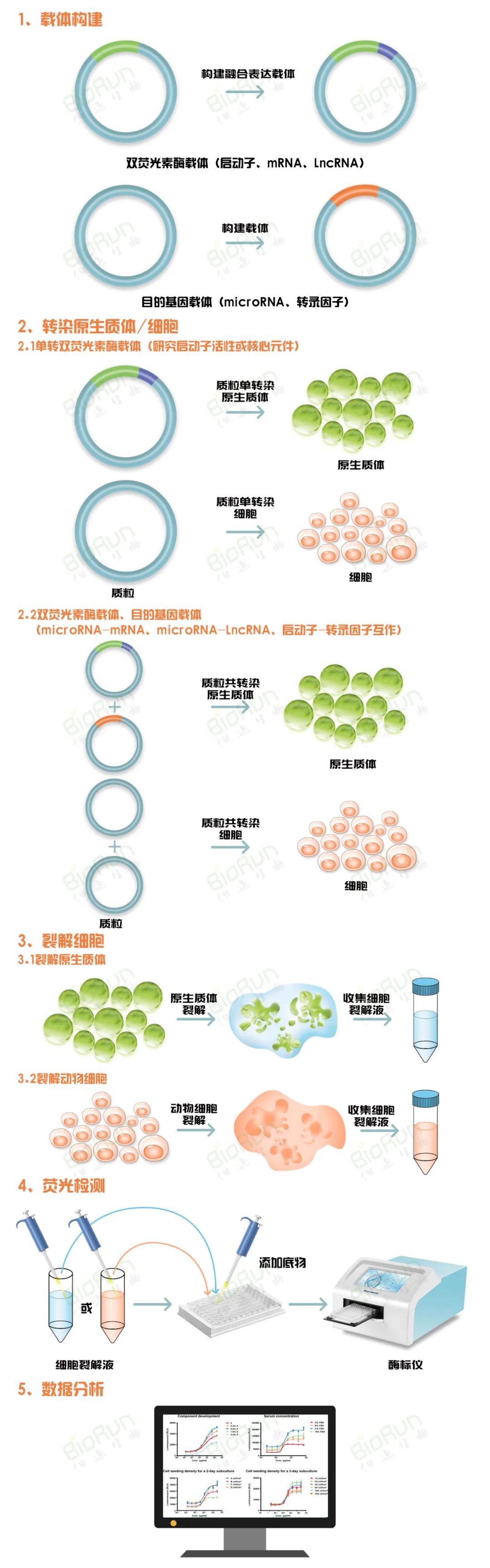 双荧光素酶报告基因检测实验怎么做?