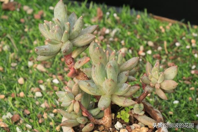 「蓝黛莲」景天科厚叶草属多肉植物叶缘圆弧状叶背有棱线