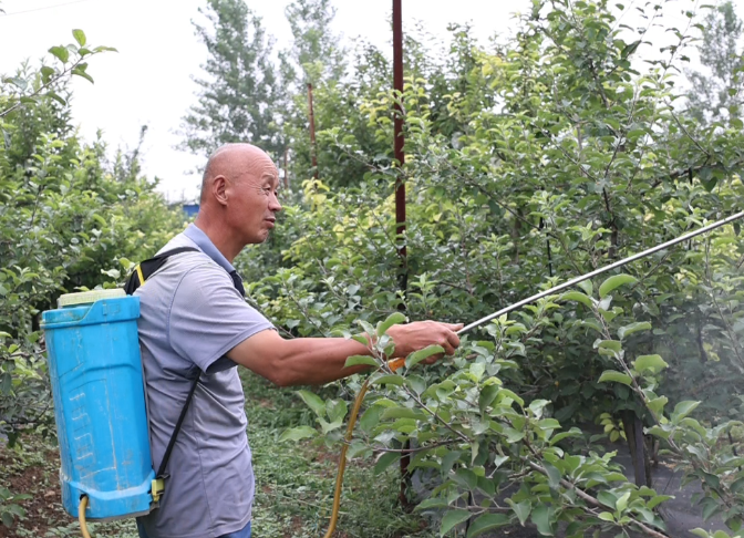 一株果树 富裕一方百姓——巨野县董官屯镇董海村发展苹果产业