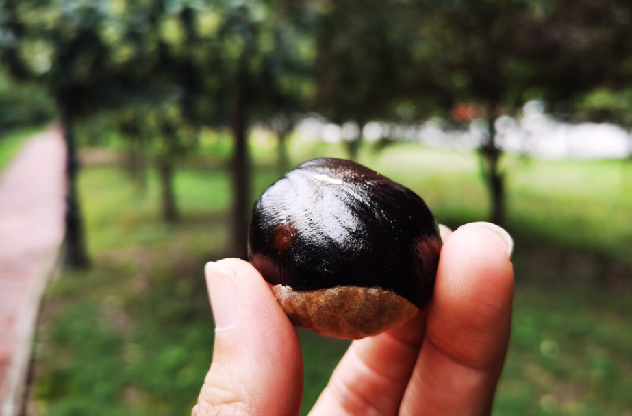 街头常见树木,果实像板栗,误食可致死亡