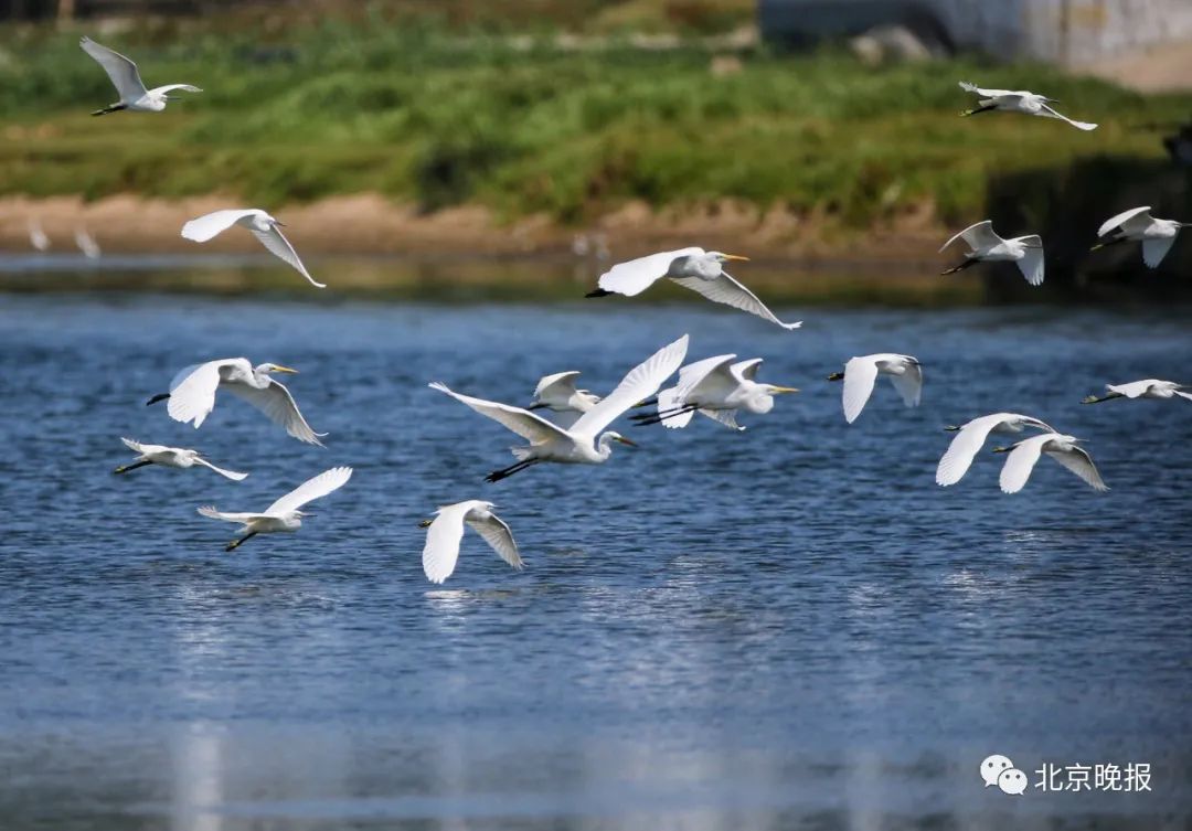 今日白露,现在是观赏夏候鸟最佳时期,来潮白河通州西集段看白鹭