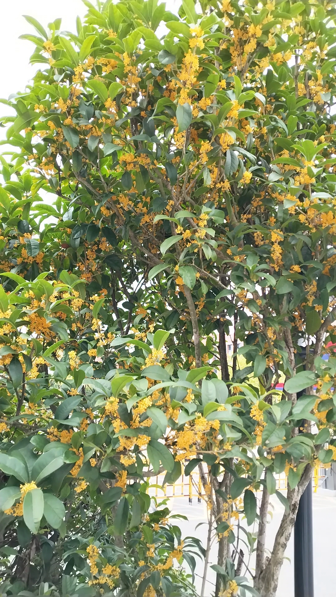 终于看到怀化有桂花树开花了并且开得很茂盛!
