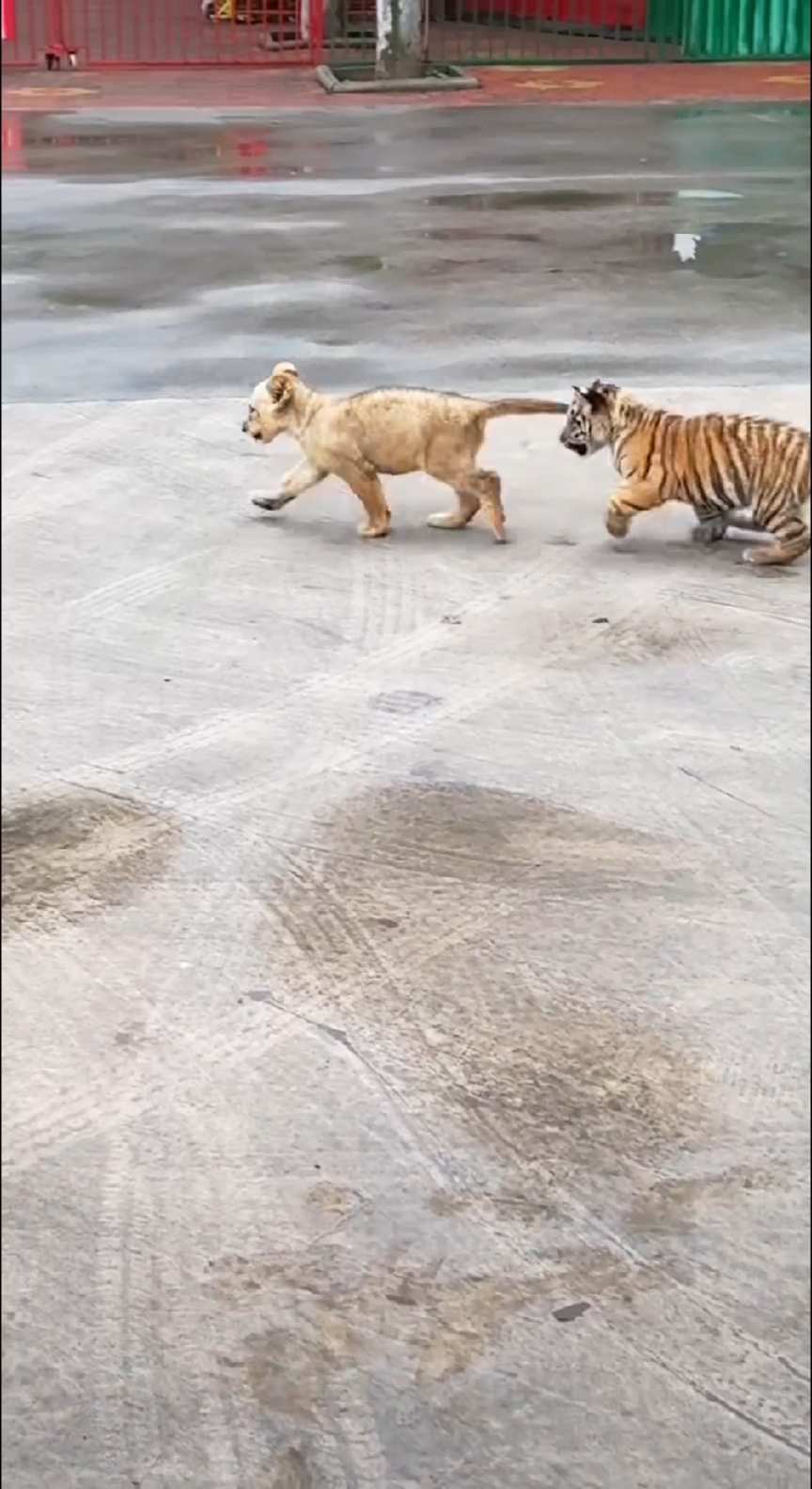小狮子和小老虎打打闹闹的真可爱