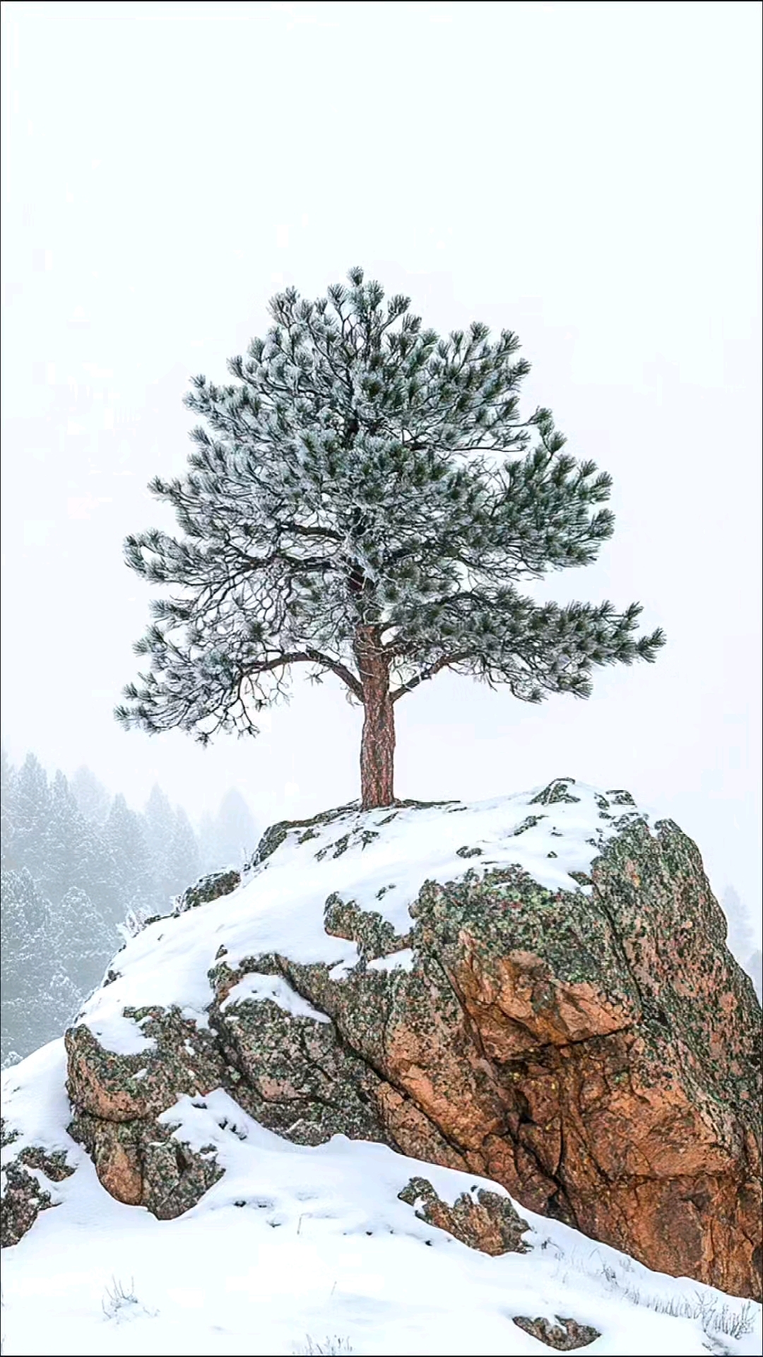 雪中独立树,风里自高洁