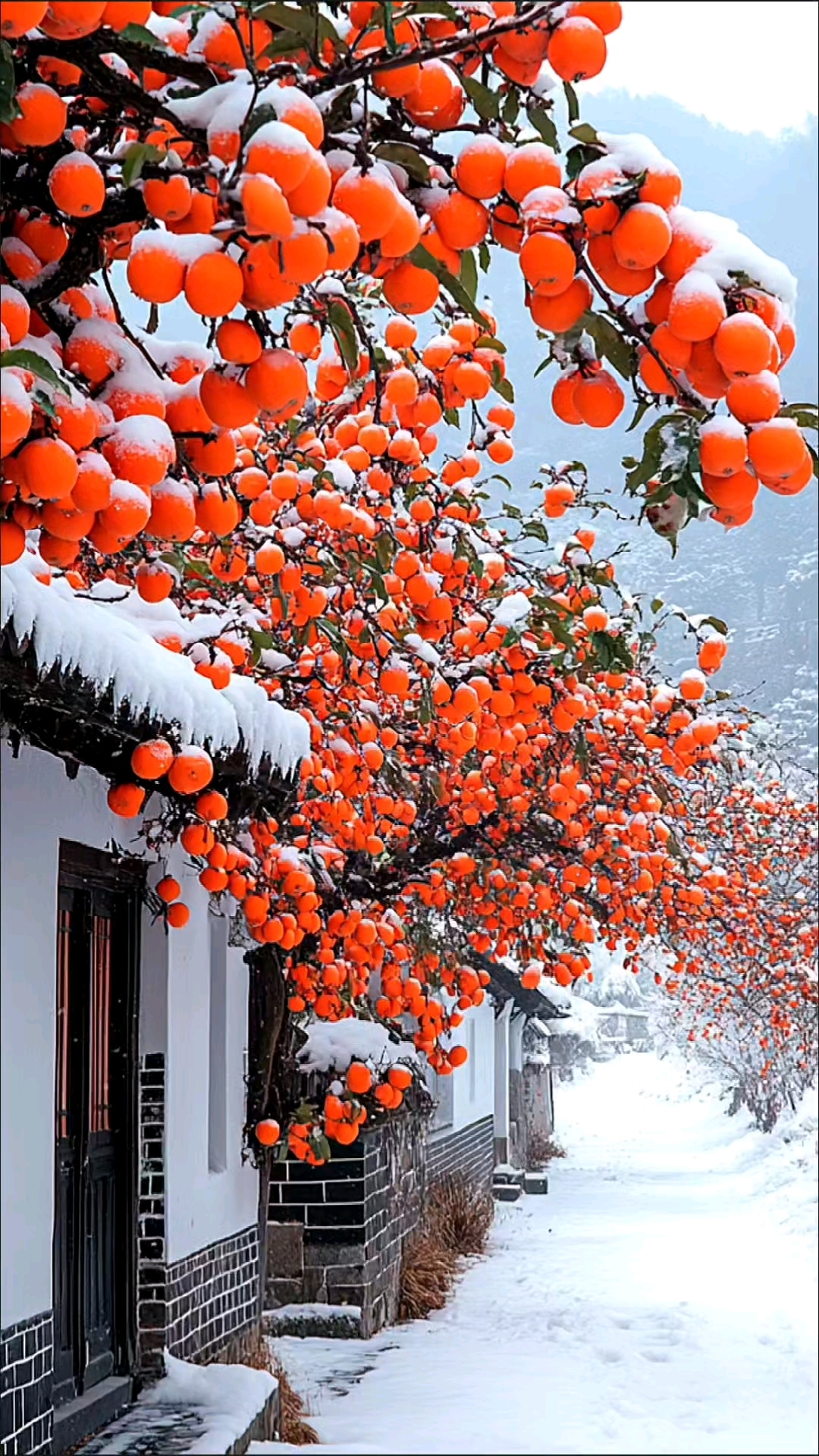 雪中的柿子树绝了,一定要柿柿如意,柿柿顺心呀!