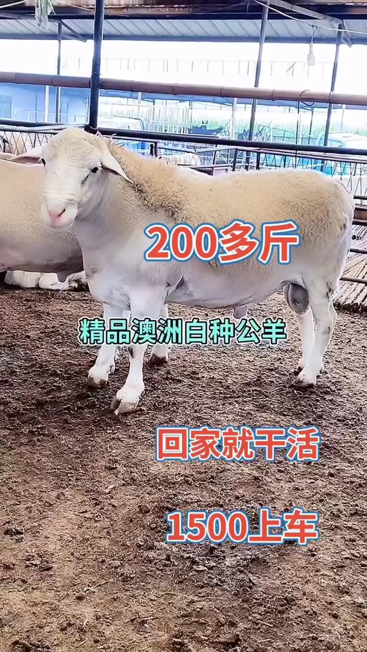 澳洲白种公羊,回家就可以干活