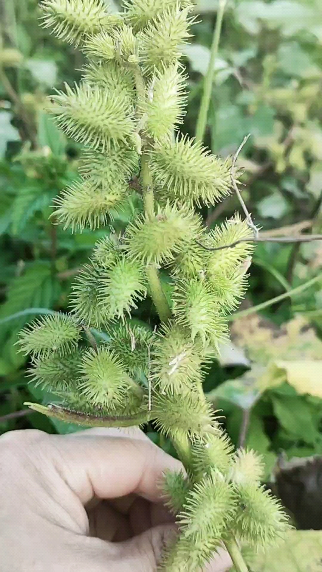 奇怪的酷家伙新植物图片