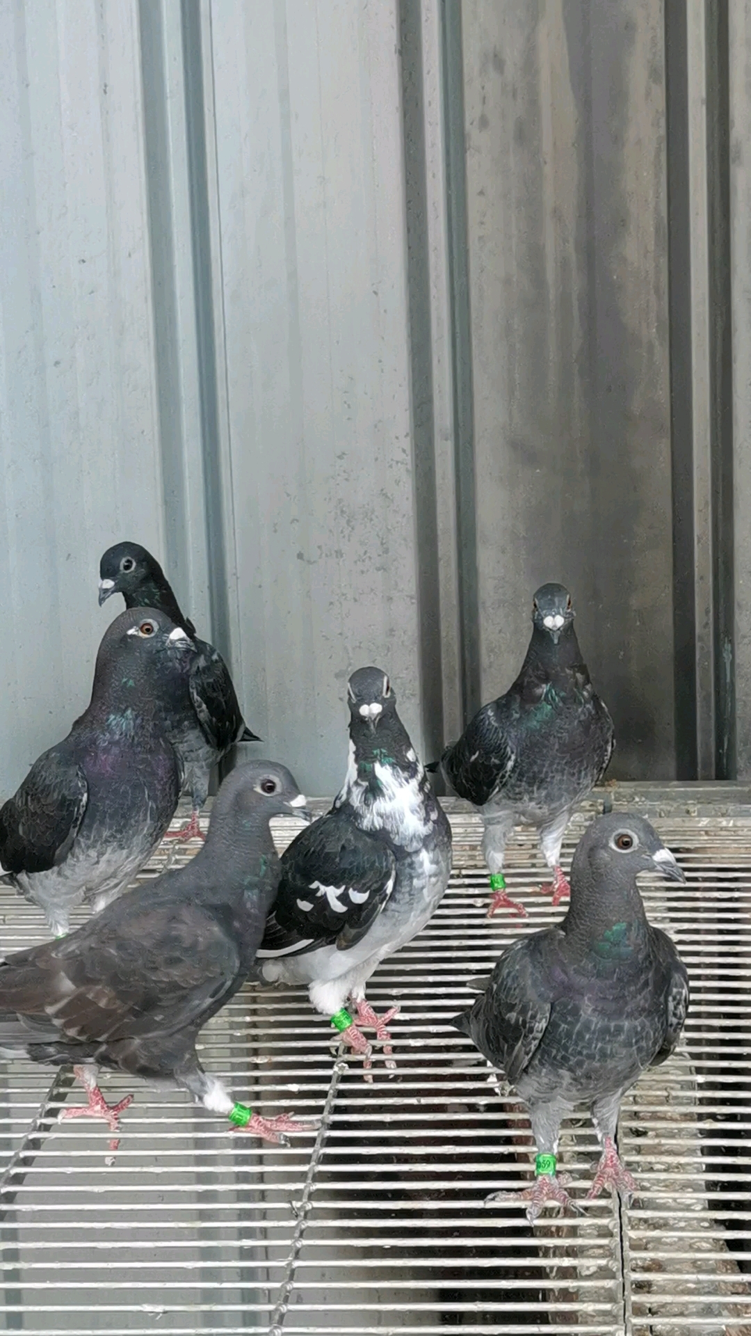 远程赛鸽李鸟花盖,喜欢远程鸽子的交流一下