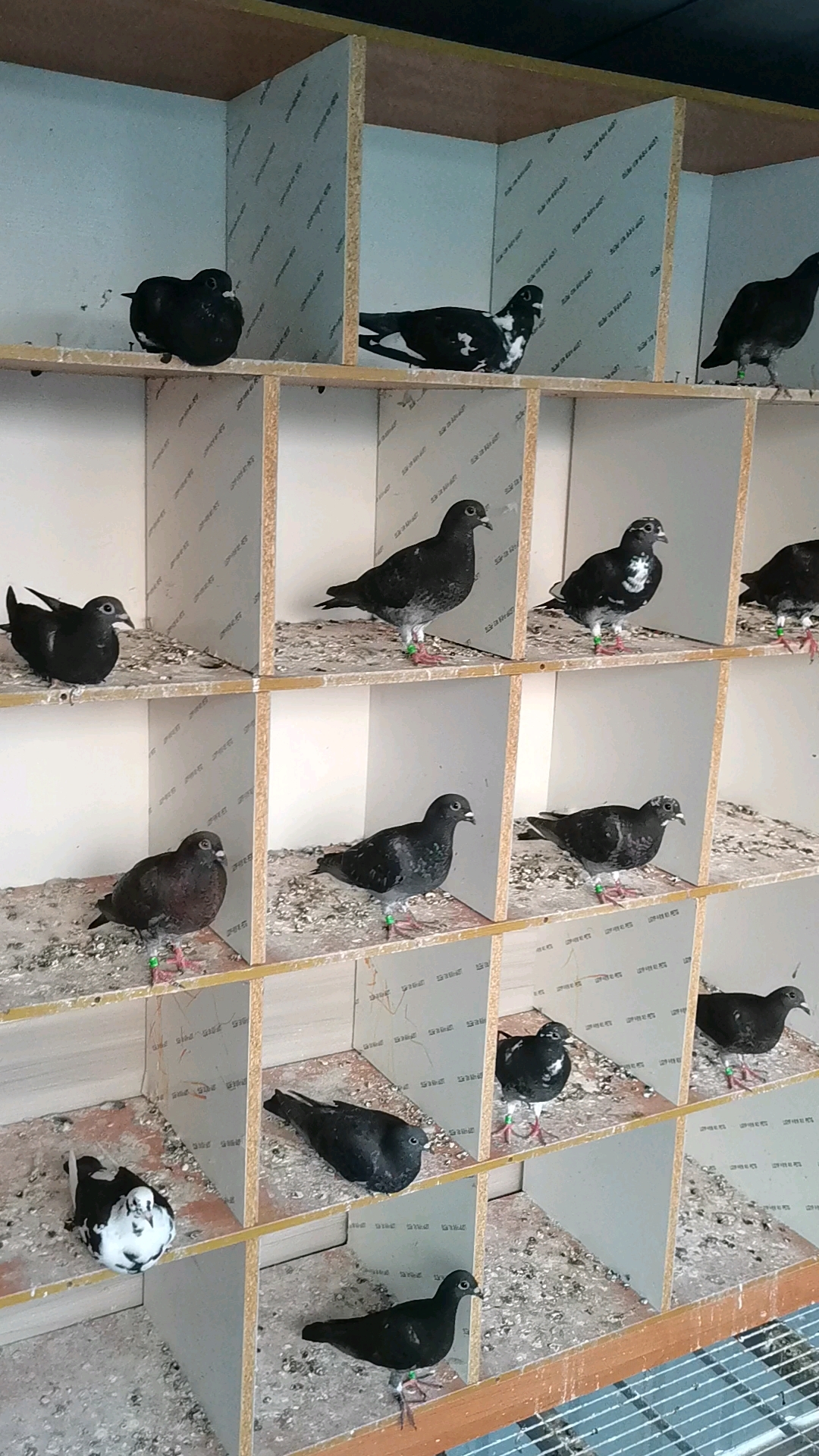 老上海李鸟吴淞远程赛鸽