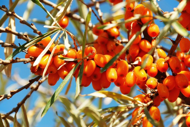 沙棘果可以直接食用吗?沙棘果的口感怎么样?