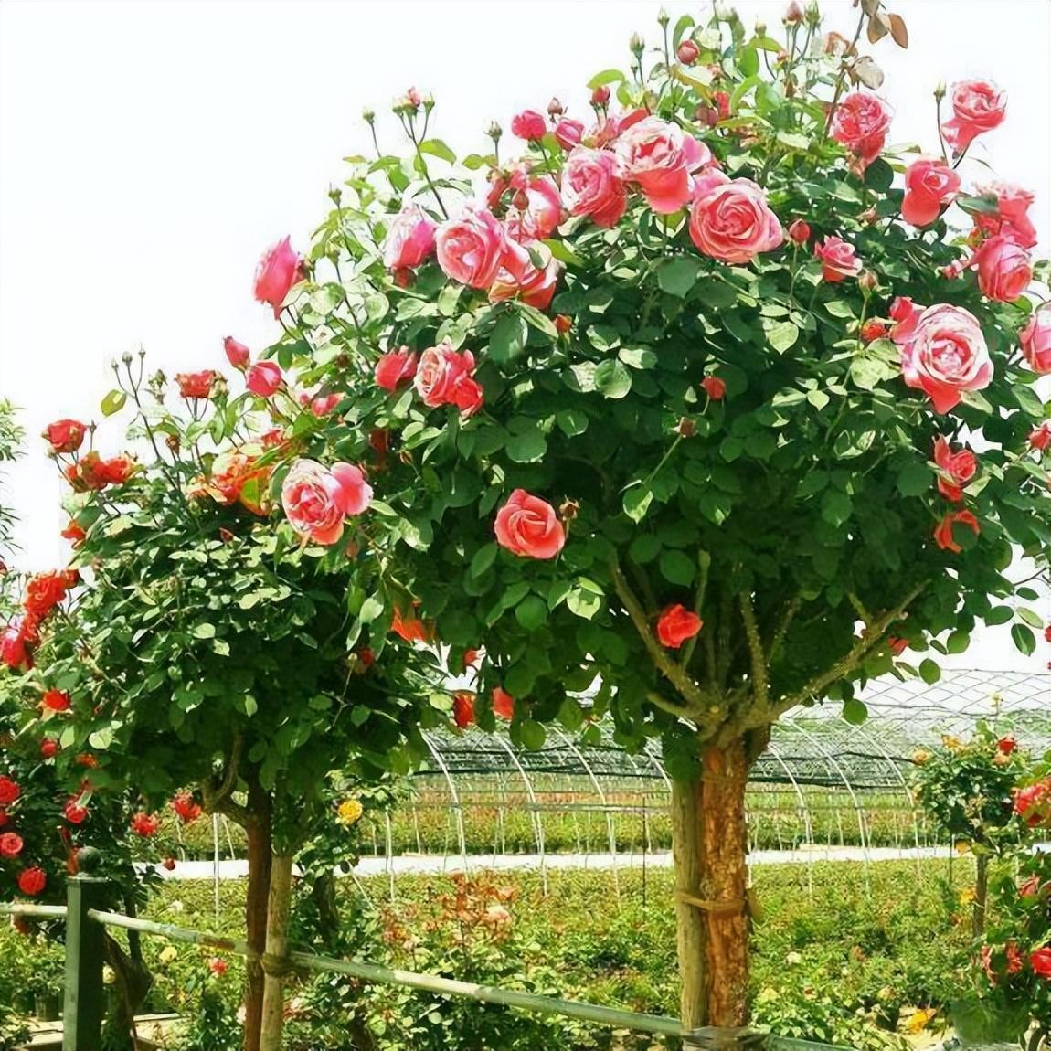 不管有没有院子,我建议爱花之人都要养一株,藏不住的气质和美观