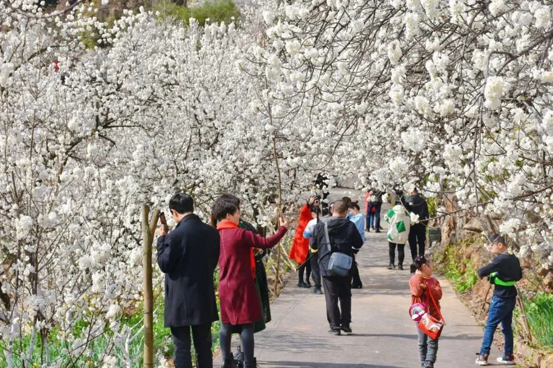 2022广元樱花节图片