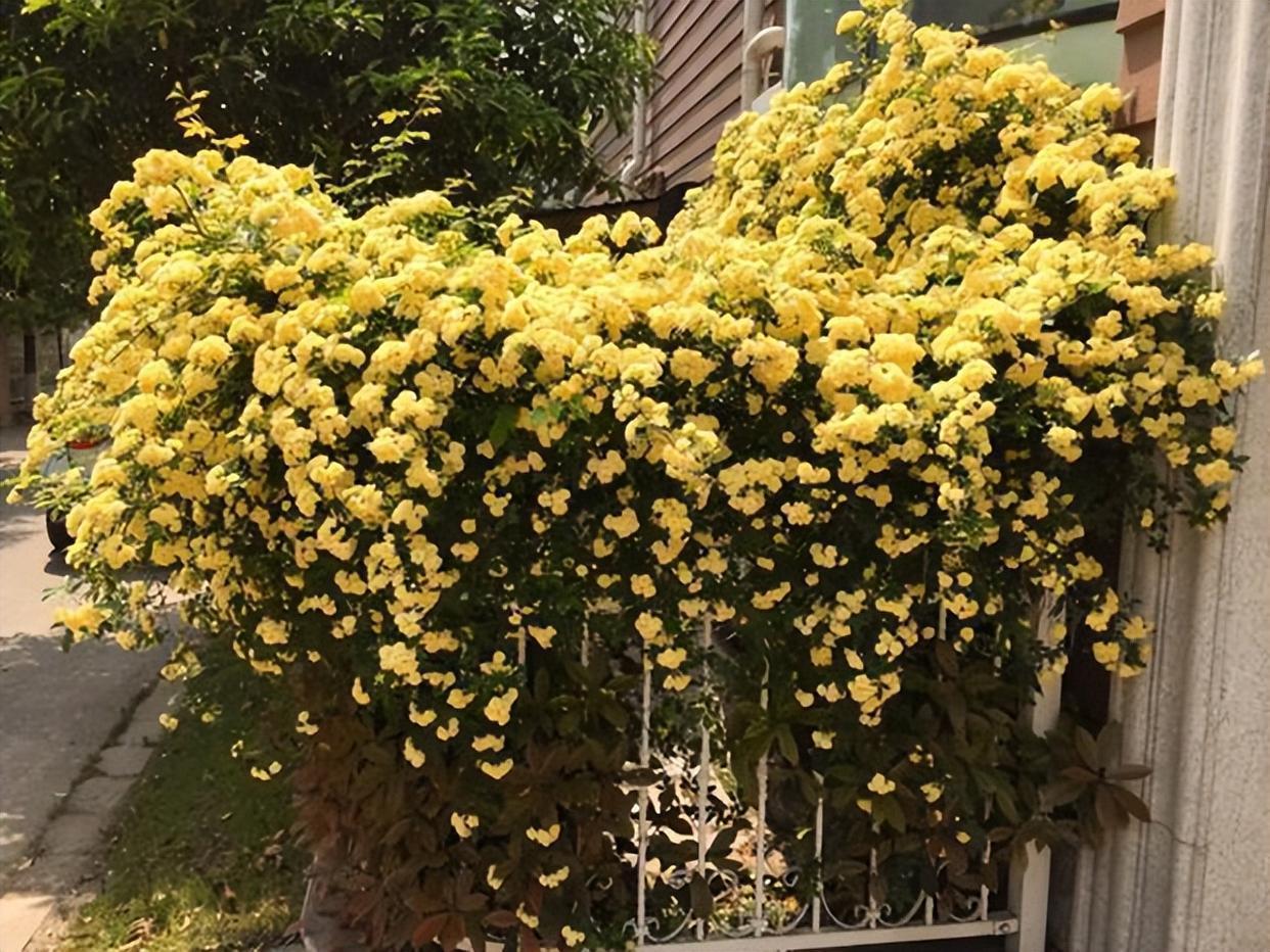 "花卉霸主"木香花,花开似海,花香迷人,花期长,适合新手