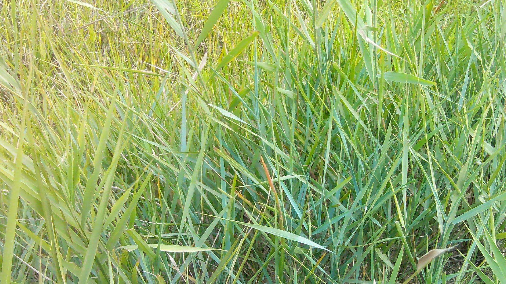 养羊种羊草怎么样?本文讲解