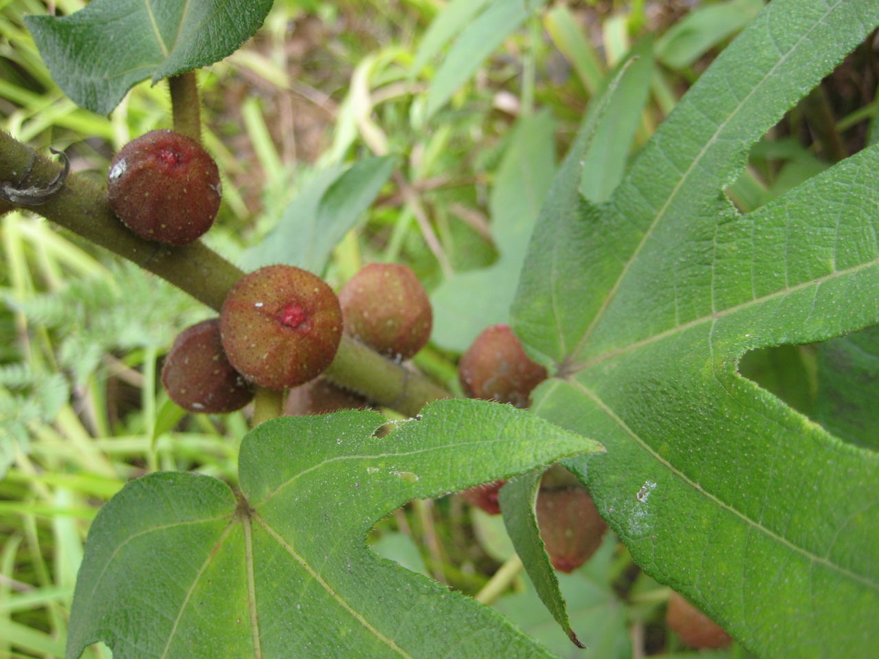 中逸軒草本茶(草本茶,草本養生)