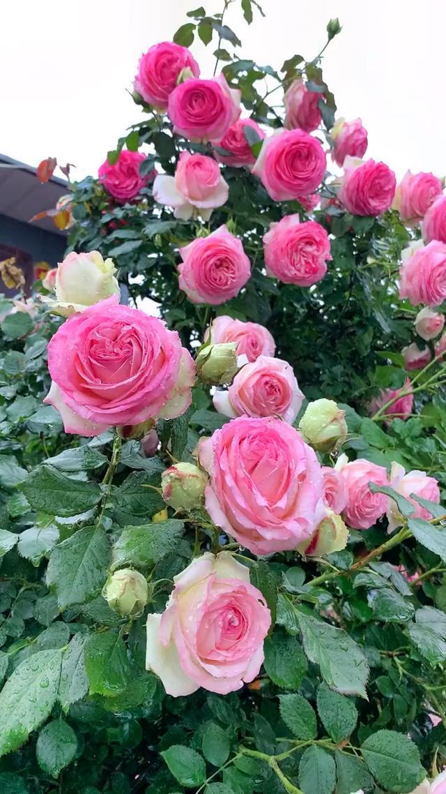 这几种藤本月季长起来像"疯子",株距注意别留小,一起来看看