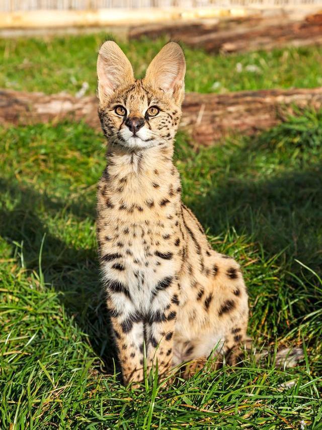 了解聪明的萨瓦纳猫:探索其独特的特点和行为