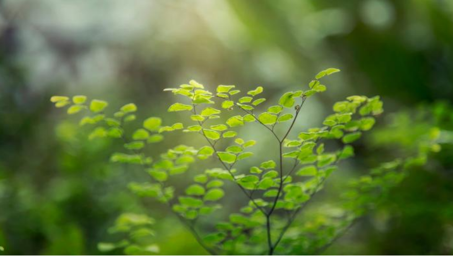 8月開始,桃花絢爛,獨愛一朵,姻緣美好,執手相伴,一世不分