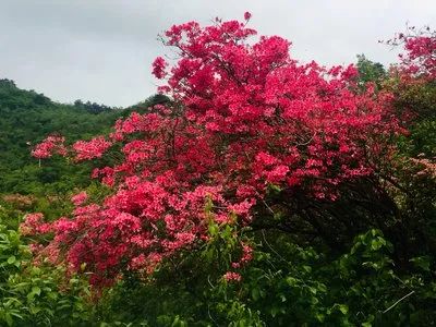 踯躅花（踯躅花开红照水猜成语） 第11张