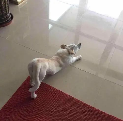 狗狗频繁"伸懒腰",不止是舒展筋骨,还有这些意思