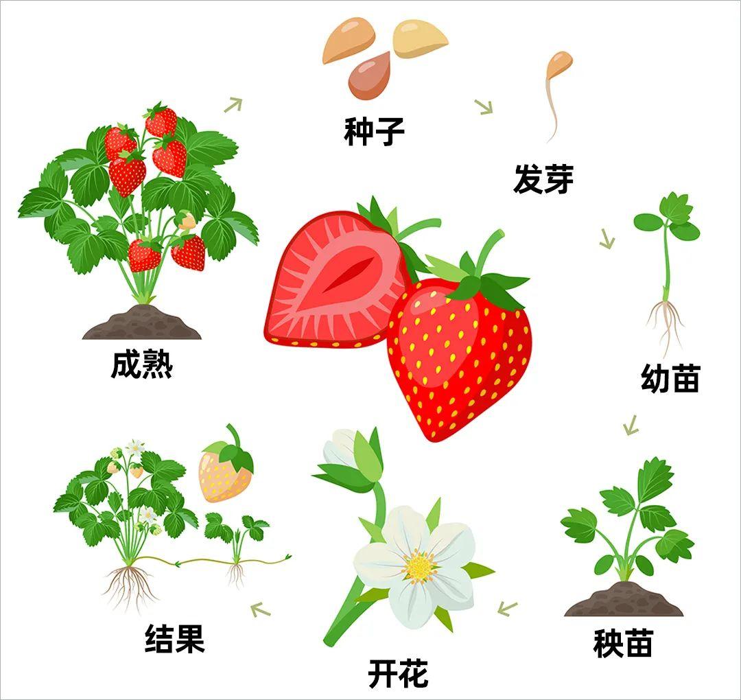 草莓生长过程图记录表图片