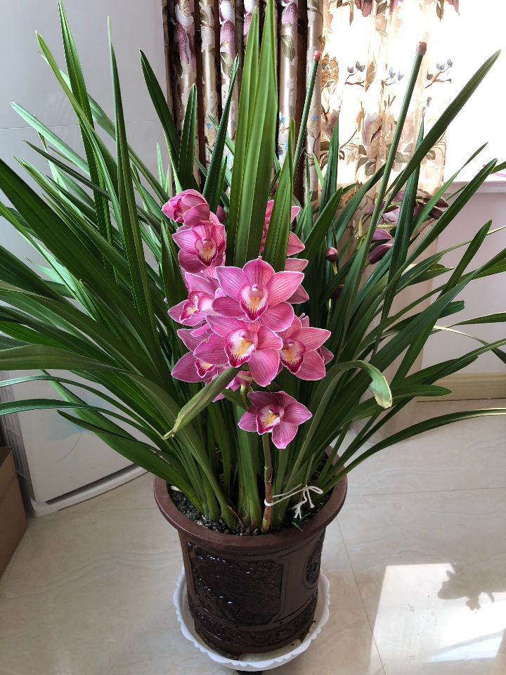 它被誉为"兰中贵妃",花色绚丽,香气馥郁,值得花友收藏养护