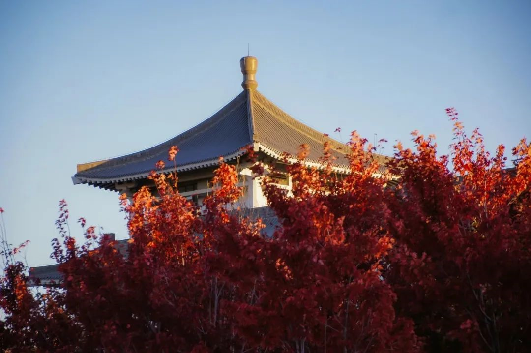 集体换"秋装",来欣赏哈尔滨高校绝美秋色!