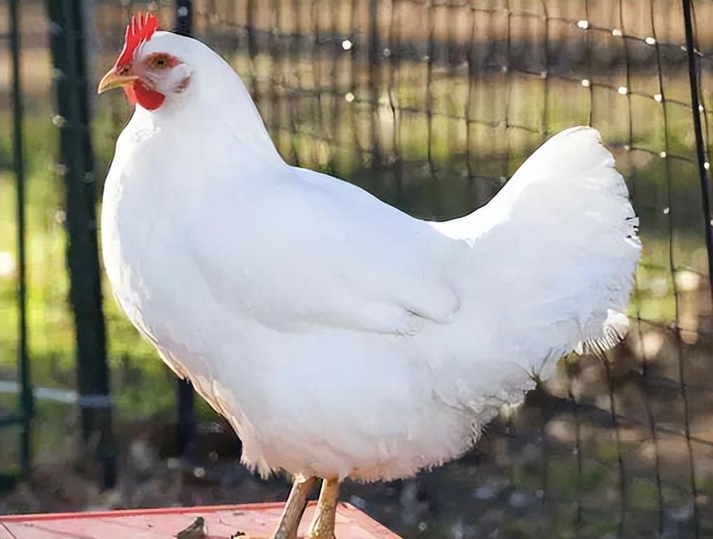 中国每年消费200多亿只鸡爪鸡爪是从哪来的到底安不安全