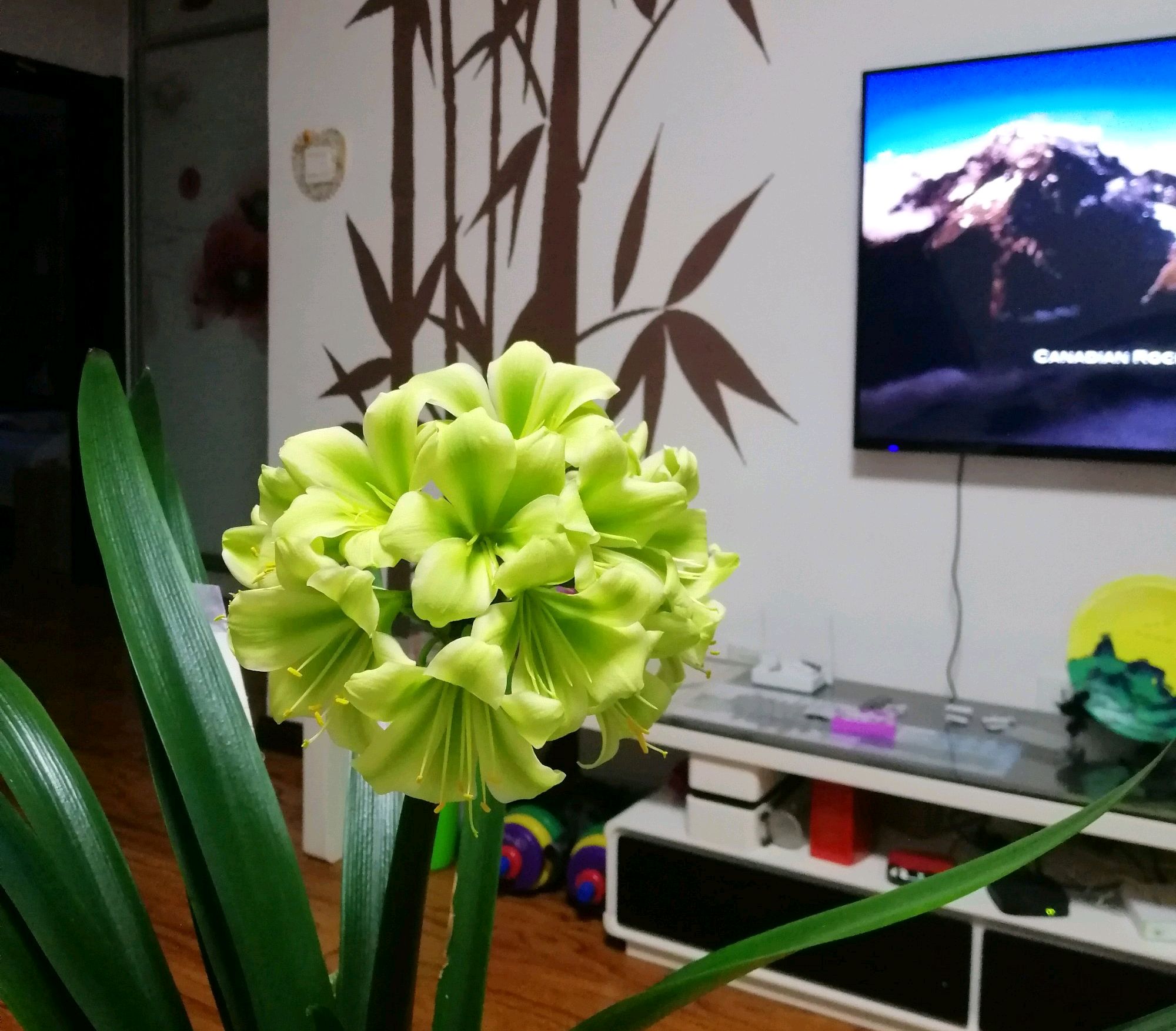 3株群栽做一盆的君子兰,养五年了绿油旺盛不开花,怪盆太小?