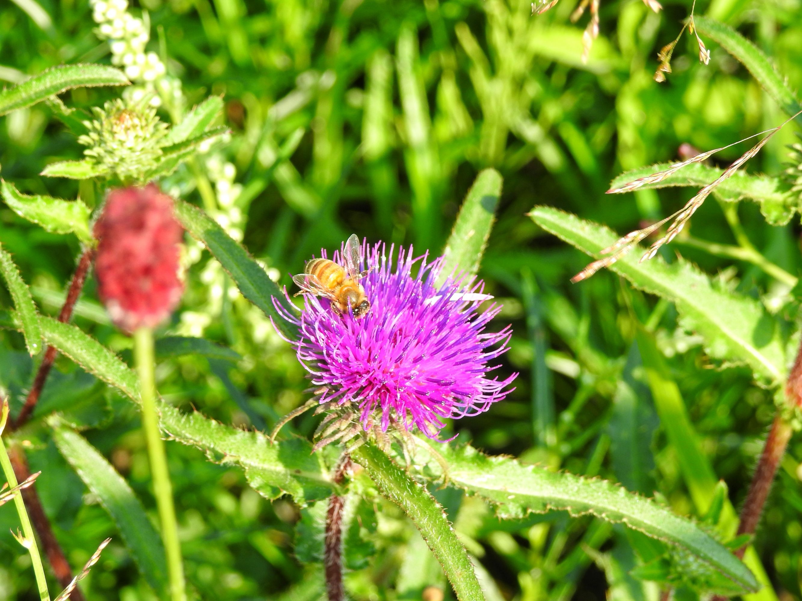 蓟类植物有哪些?