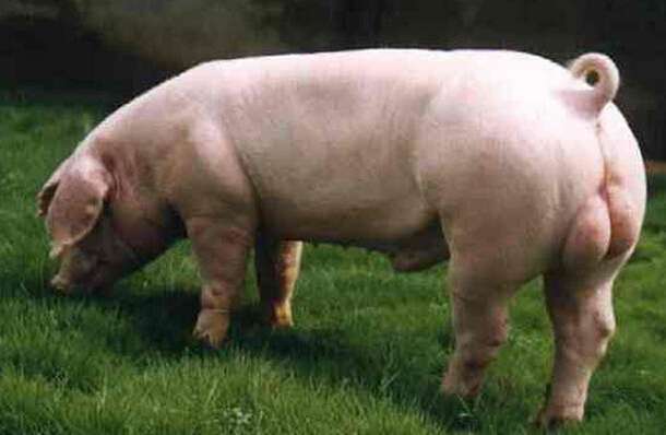 三江白猪的种猪怎么样?种猪选择的基本要求!