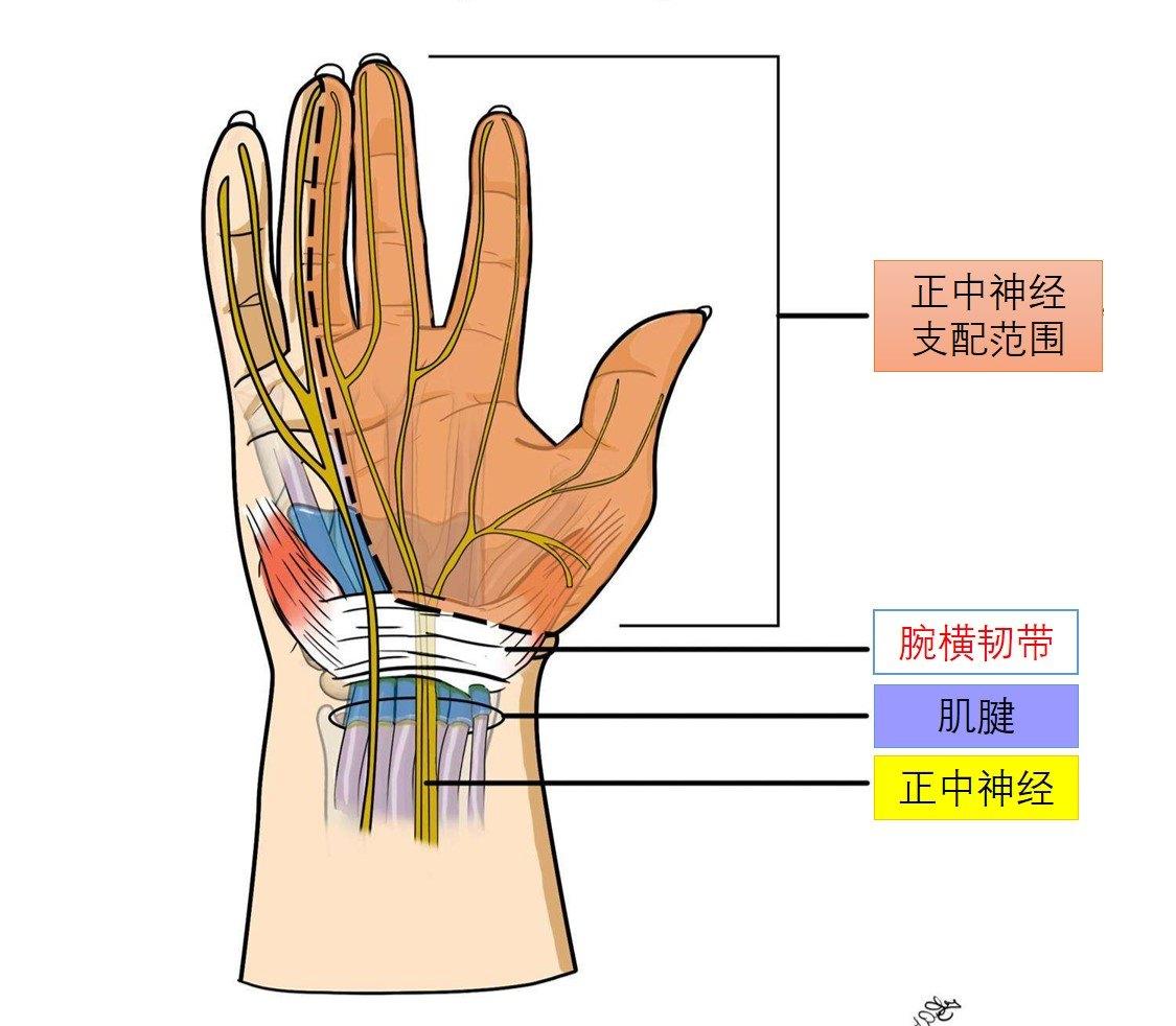 (2)腕部尺管綜合徵