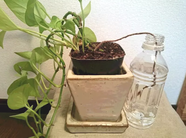 离家几天盆栽没人浇水怎么办?自制简单的「自动浇水器」!