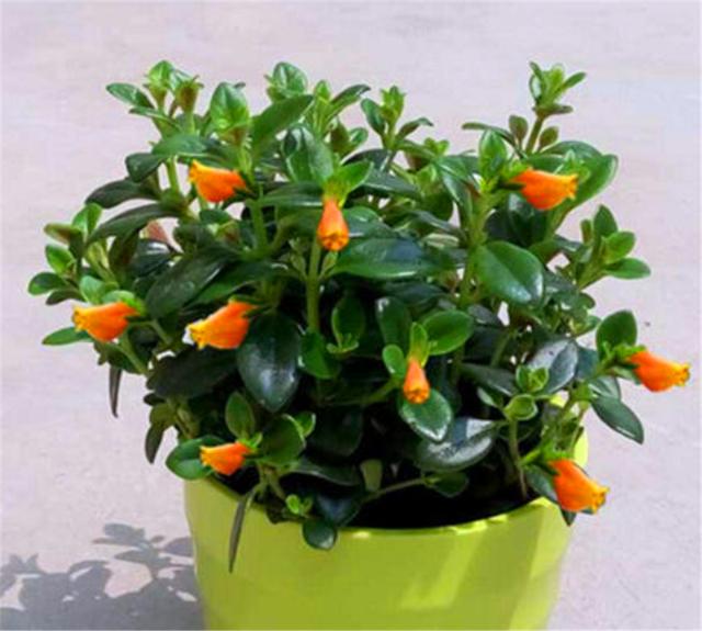 金鱼吊兰冬天开爆了,做好5个小细节,一年四季花开不断