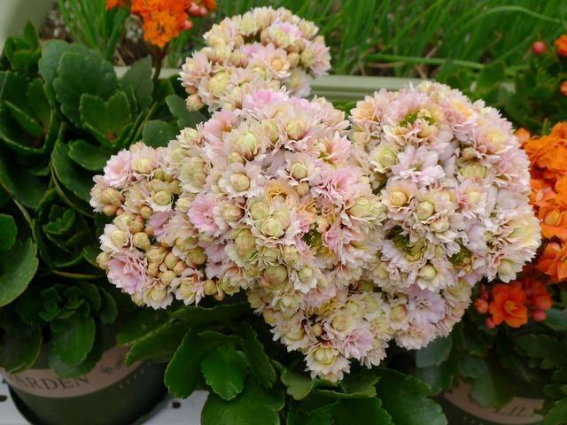 81岁老奶奶,养了满屋"养人花",人老心不老,越活越年轻