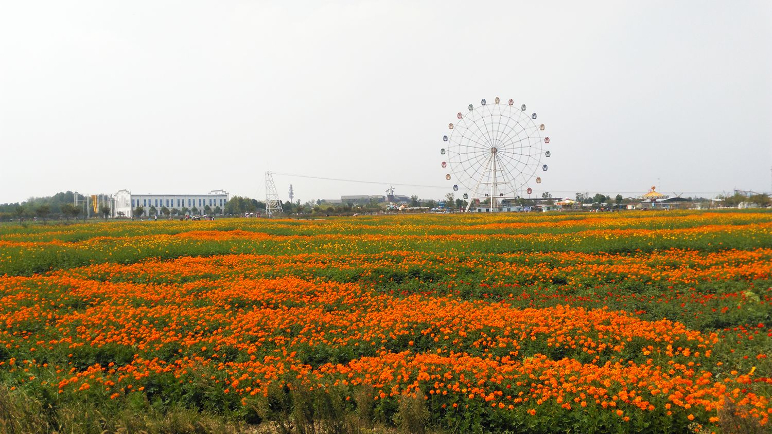 孝感金卉庄园,4a级景区,让大自然治愈你