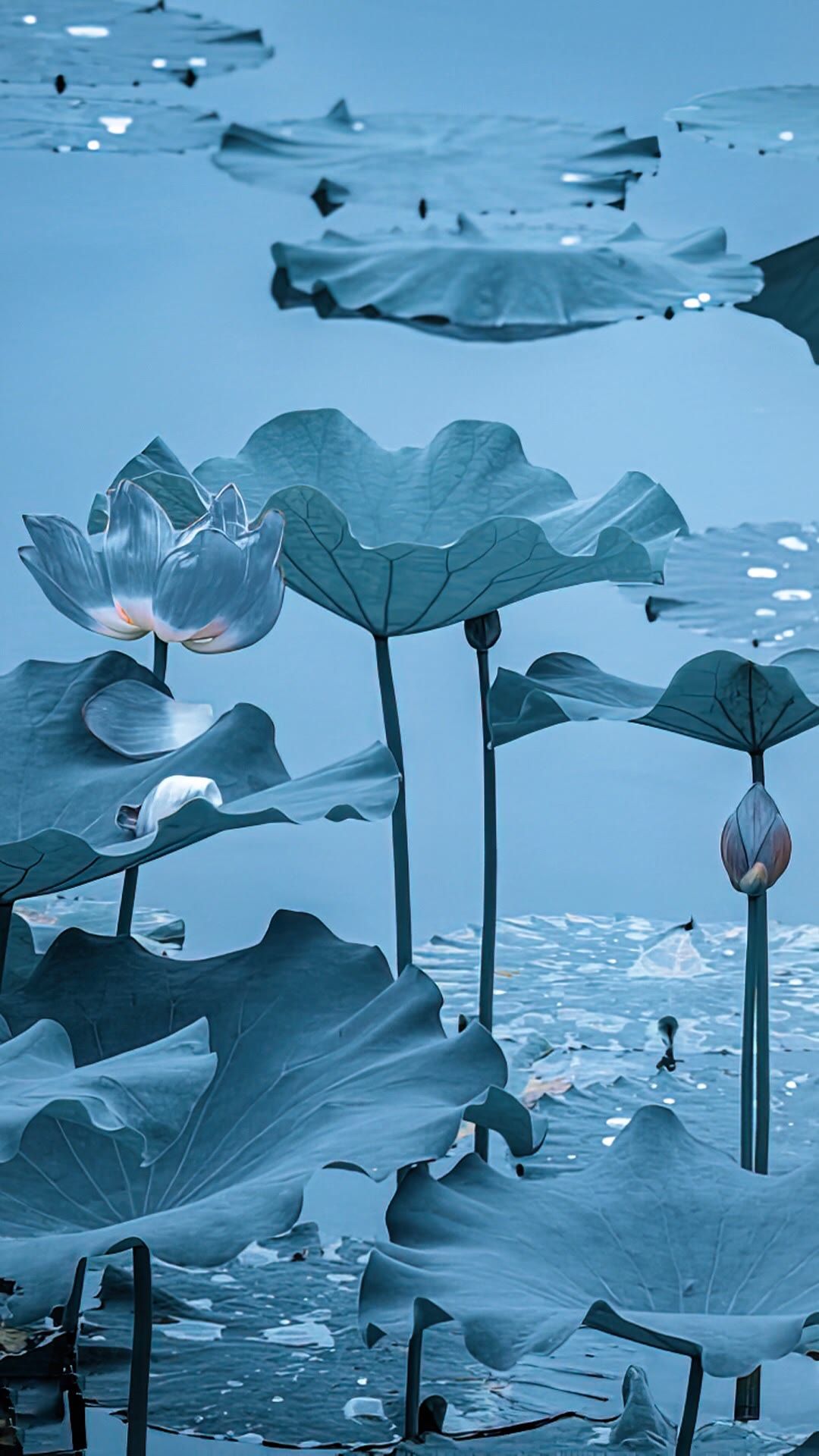 壁纸,爱莲说,太美了