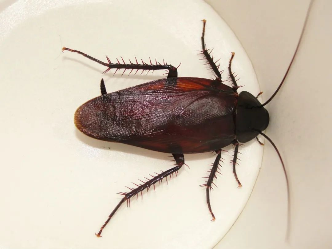 褐斑蟑螂图片
