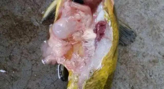 如何综合防控黄颡鱼腹水病(大肚子病)?