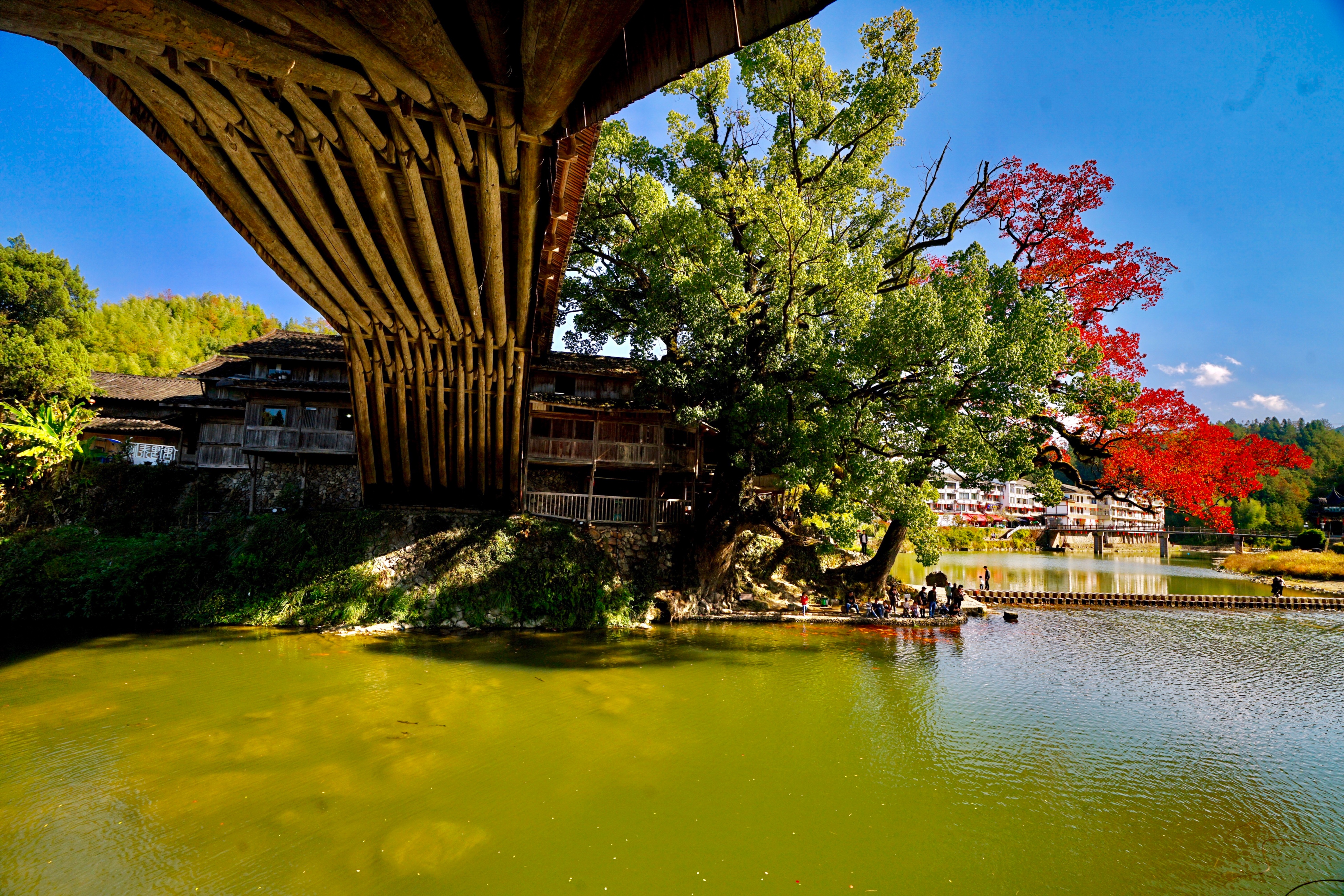 秋天里的温州泰顺北涧桥,有一红一绿千年古树相伴,太惊艳了!