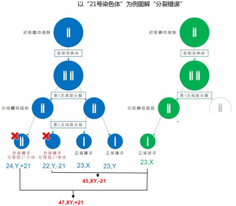不孕和流产的男方因素—非整倍体精子
