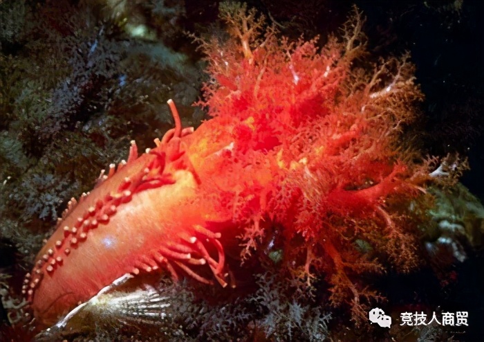 常见的海参介绍(introduction to common sea cucumber)