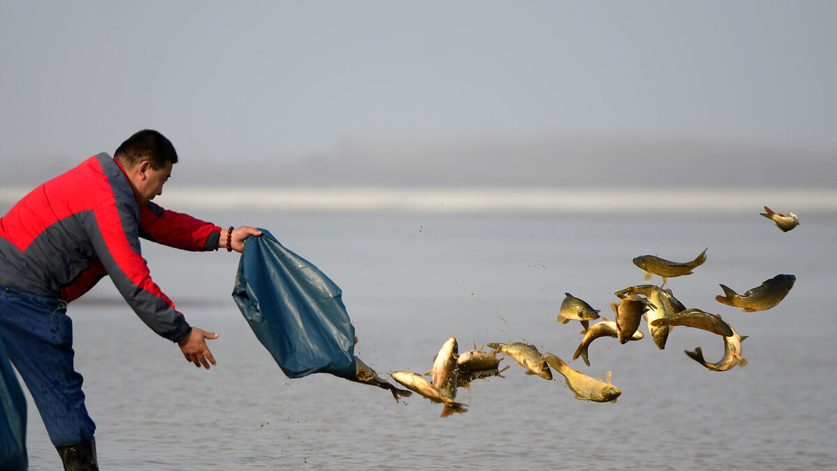 小浪底的隐忧:20年的北方"鱼库",调水调沙导致"黄河病"?