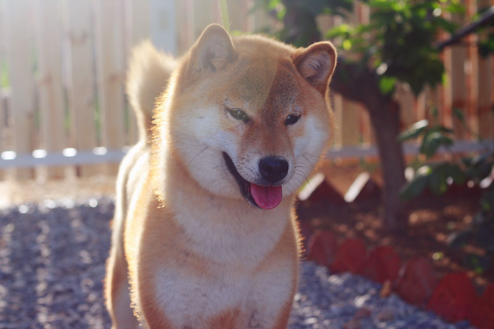 柴犬幼犬怎么判断品相好坏?有哪些技巧?