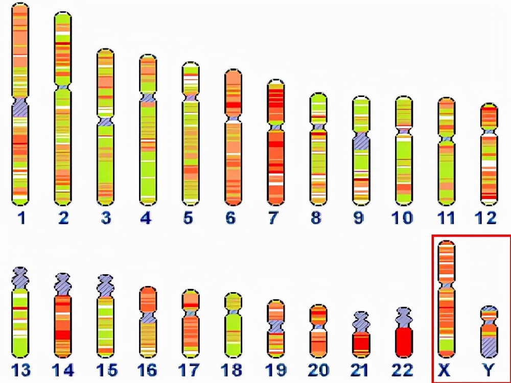 男人的染色体是xy