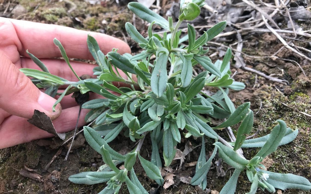 面条菜花图片