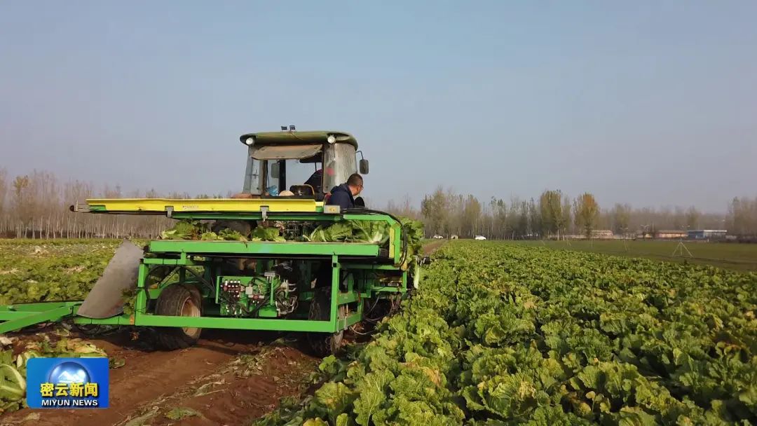密云区开展露地大白菜全程机械化试验示范
