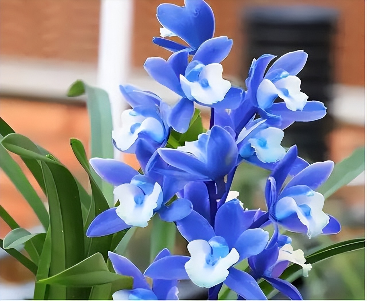 一款花开蓝色的兰花,你见过吗?