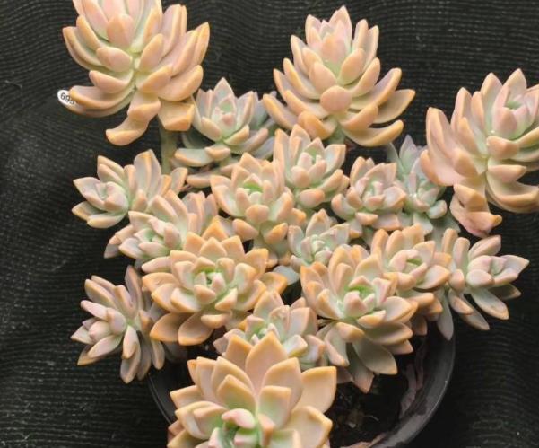 家居园艺:淡雪多肉的养殖方法和注意事项